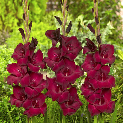 Glamini® Gladioli Tom Bulbs