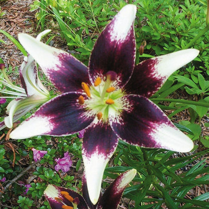 asiatic lily seed 'Netty's Pride' Asiatic Lily Bulbs