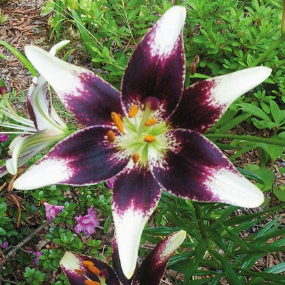 purple asiatic lily 'Netty's Pride' Asiatic Lily Bulbs