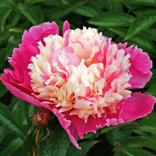 'Cora Stubbs' Peony
