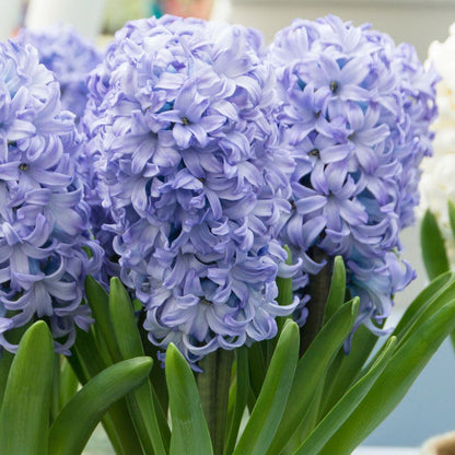 Hyacinth Chicago