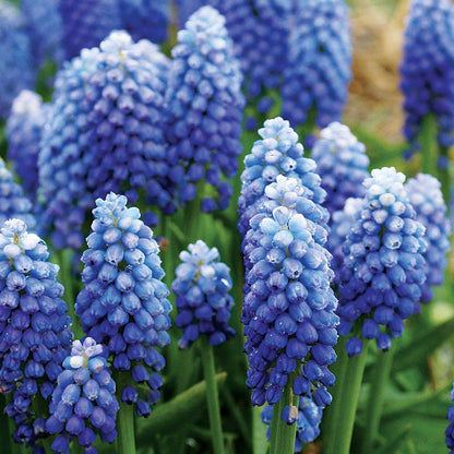 'Ocean Magic' Grape Hyacinth Bulbs