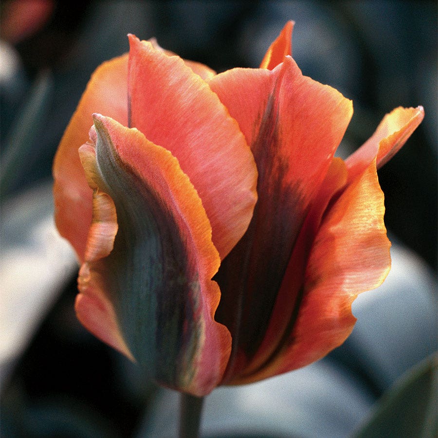 'Artist' Tulip Bulbs