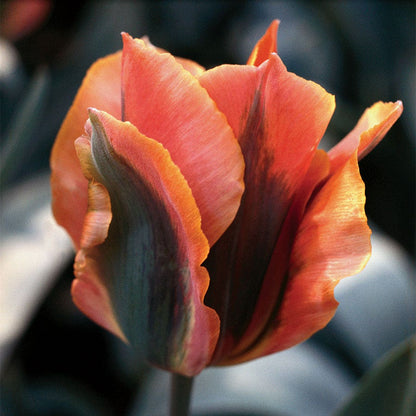 'Artist' Tulip Bulbs