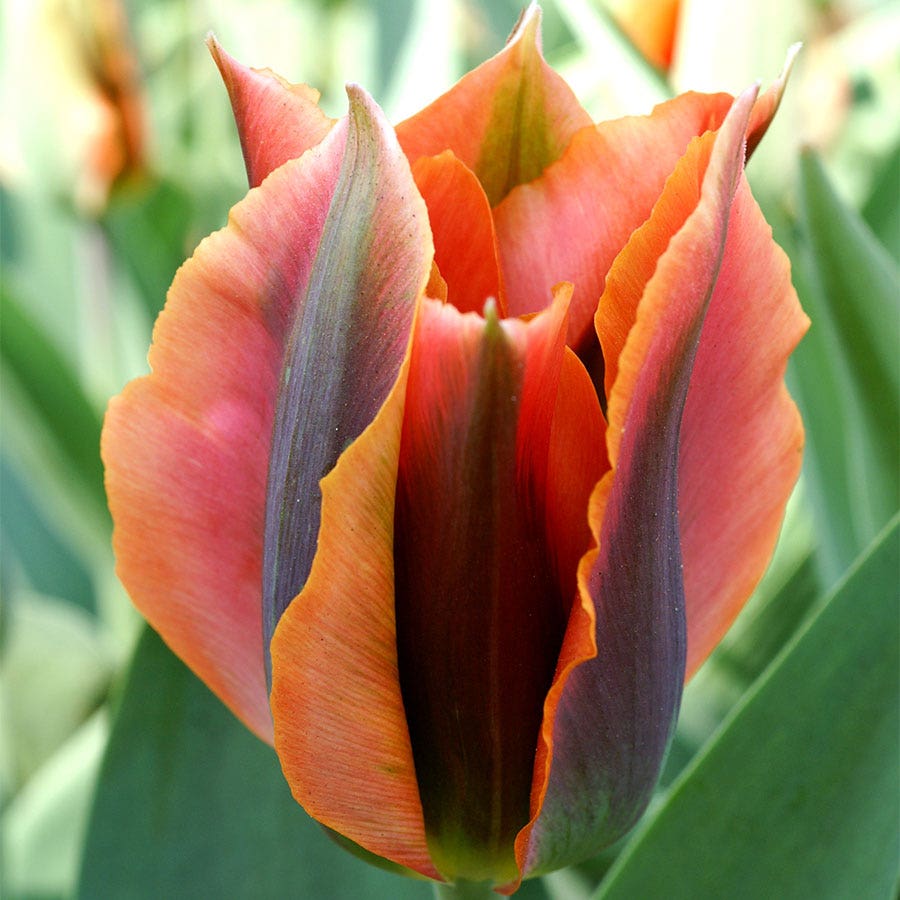 'Artist' Tulip Bulbs