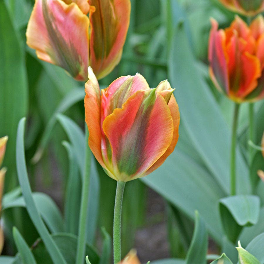 'Artist' Tulip Bulbs