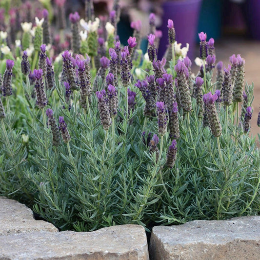 Lavandula 'Anouk'