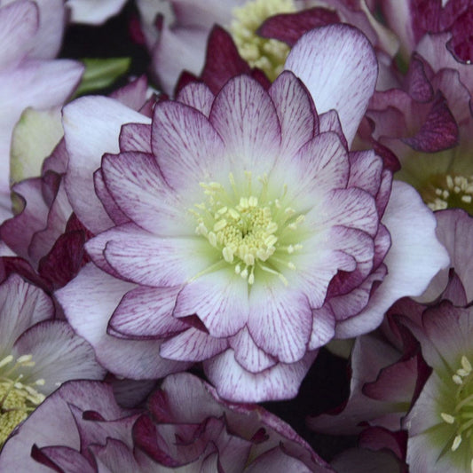 Helleborus Wedding Party® 'Blushing Bridesmaid'