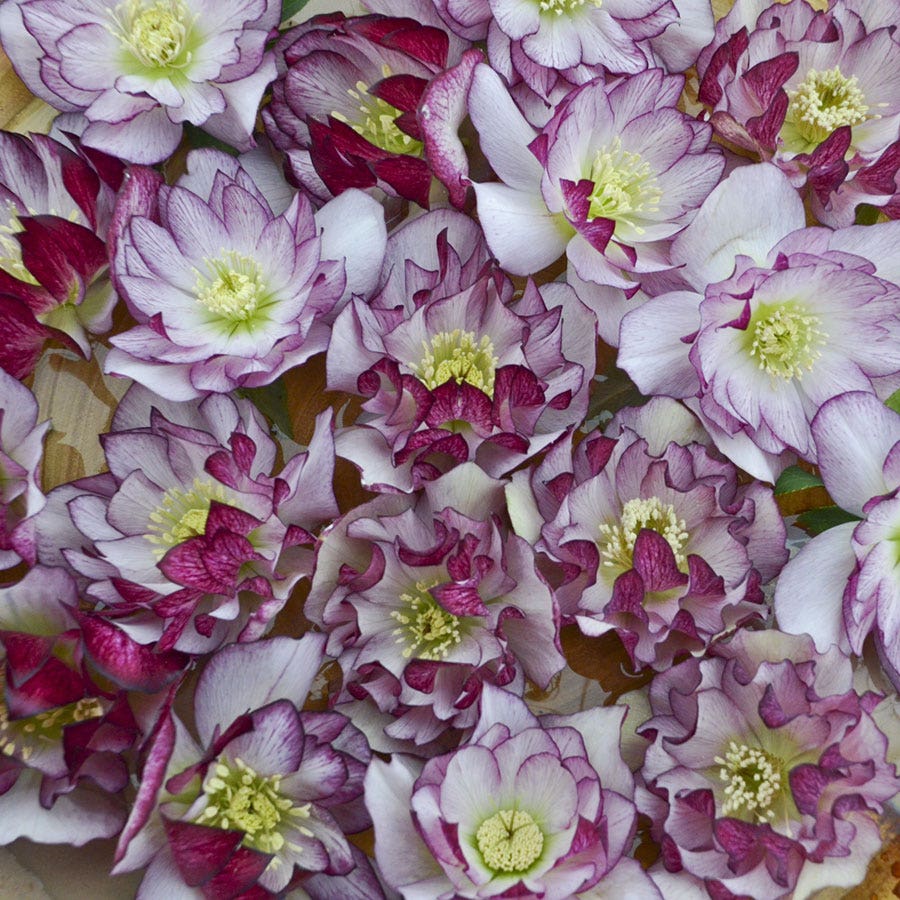 Helleborus Wedding Party® 'Blushing Bridesmaid'