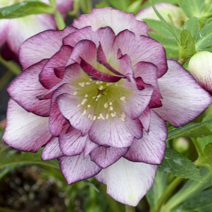 Helleborus Wedding Party® 'Blushing Bridesmaid'