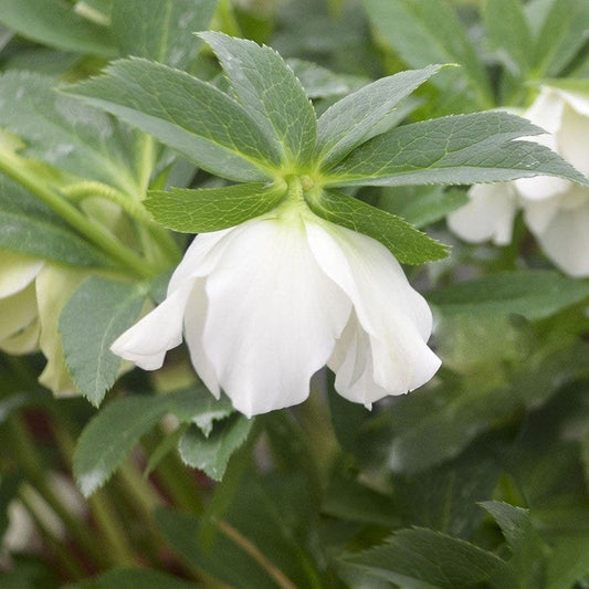 Helleborus Wedding Party® 'Wedding Bells'