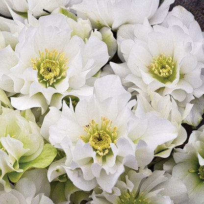Helleborus Wedding Party® 'Wedding Bells'