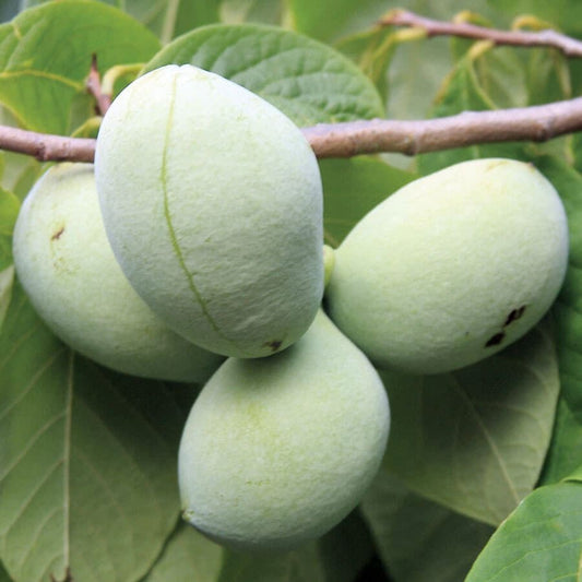 Asimina 'Susquehanna'® PawPaw