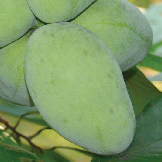 Asimina 'Potomac' PawPaw