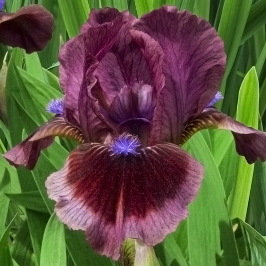Iris germanica 'Cats Eye'