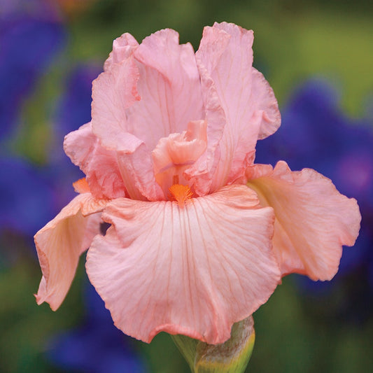 Iris germanica 'Pink Attraction'