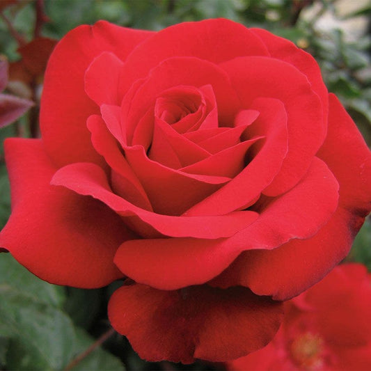Crimson Bouquet™ Grandiflora Rose
