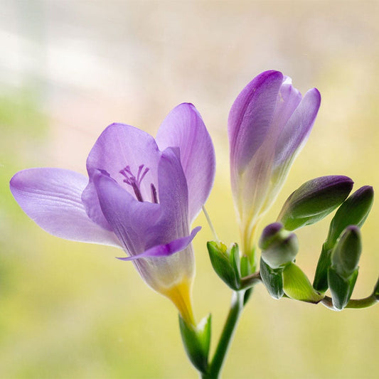 'Blue Bayou' Freesia Bulbs