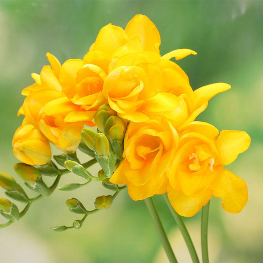 'Texas' Freesia Bulbs