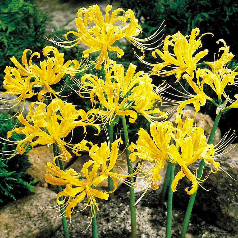 Yellow Spider Lily (Lycoris) Bulbs