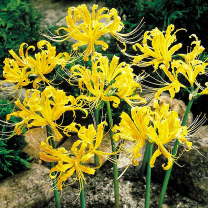Yellow Spider Lily (Lycoris) Bulbs