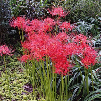 Red Spider Lily (Lycoris) Bulbs