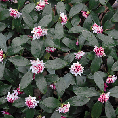 Daphne odora Pink