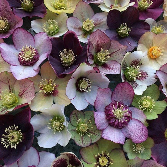 Helleborus 'Pine Knots Select Strain'