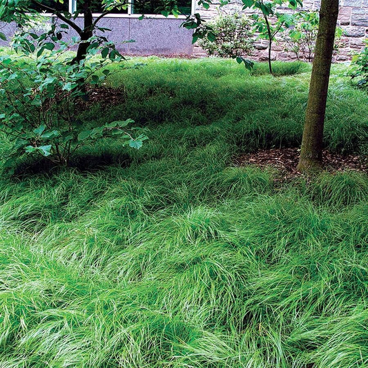 Carex pensylvanica