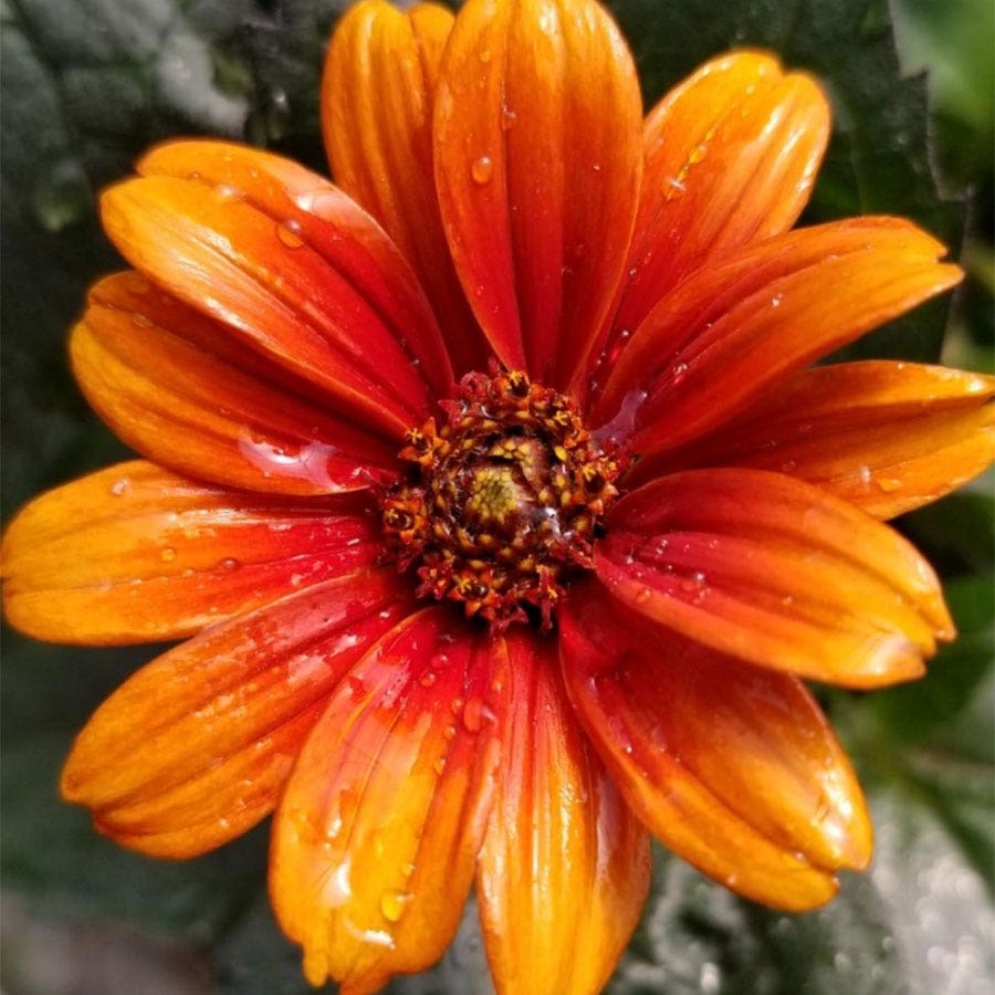 Heliopsis 'Bleeding Hearts'