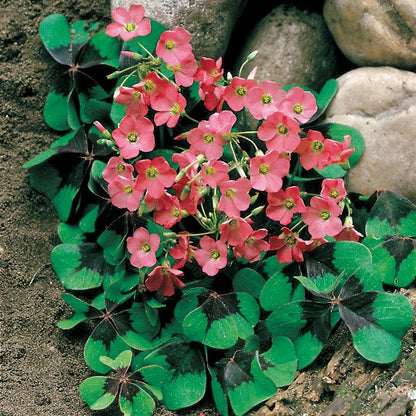 oxalis plant that shoots seeds Oxalis 'Iron Cross' – Park Seed