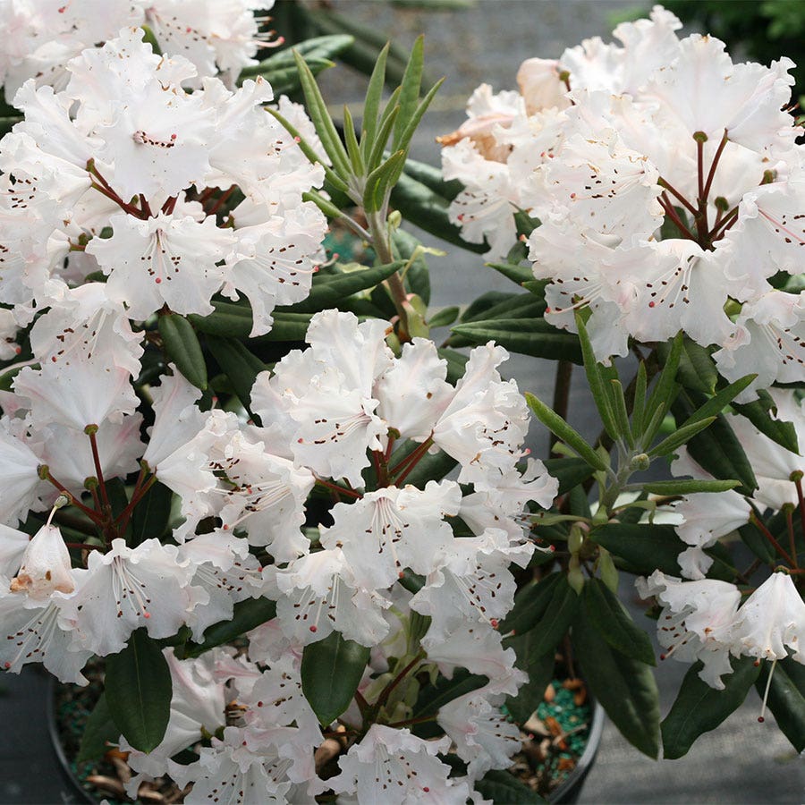 Dandy Rhododendrum Rhododendron Dandy Man Color Wheel® – Park Seed