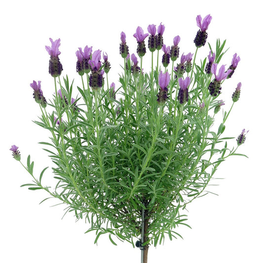Lavandula 'Anouk' Tree
