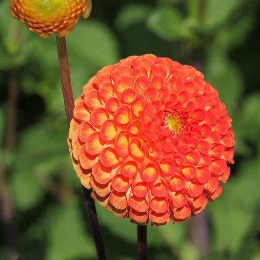 'Bantling' Dahlia Bulb