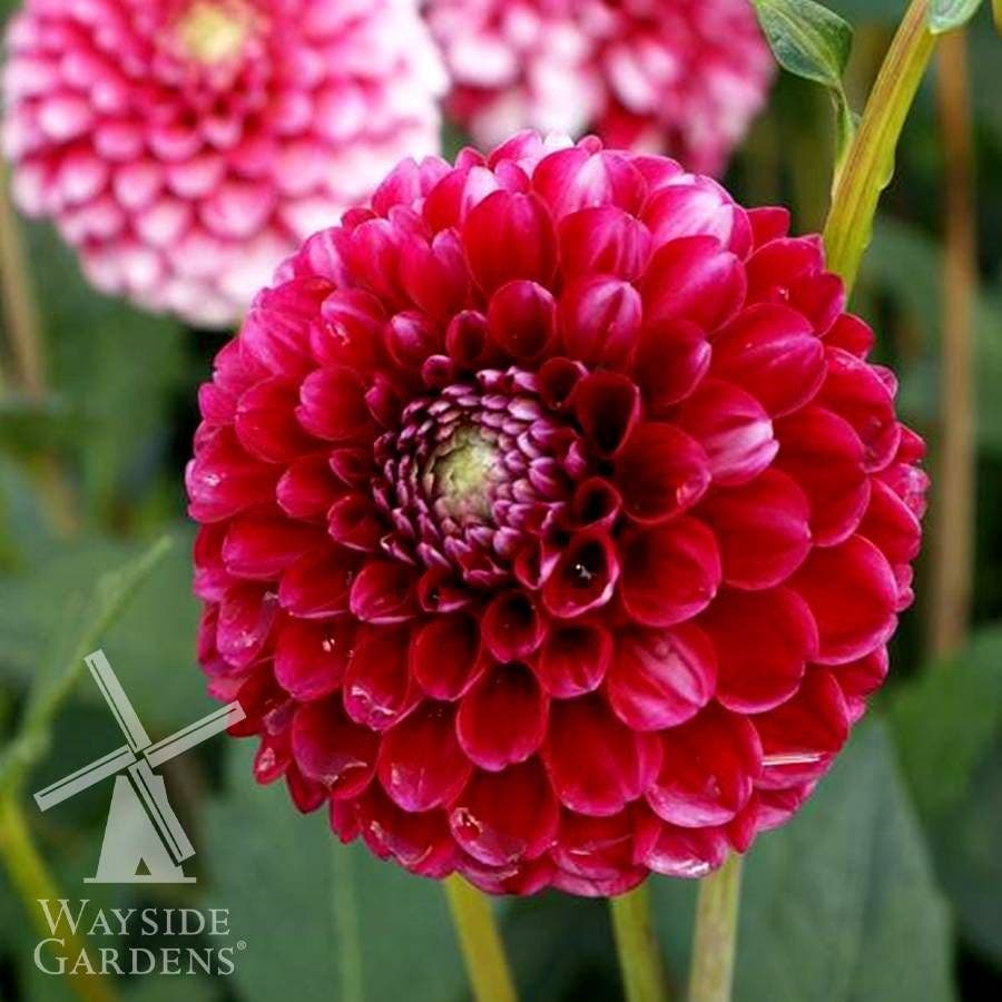 'Little William' Dahlia Bulb