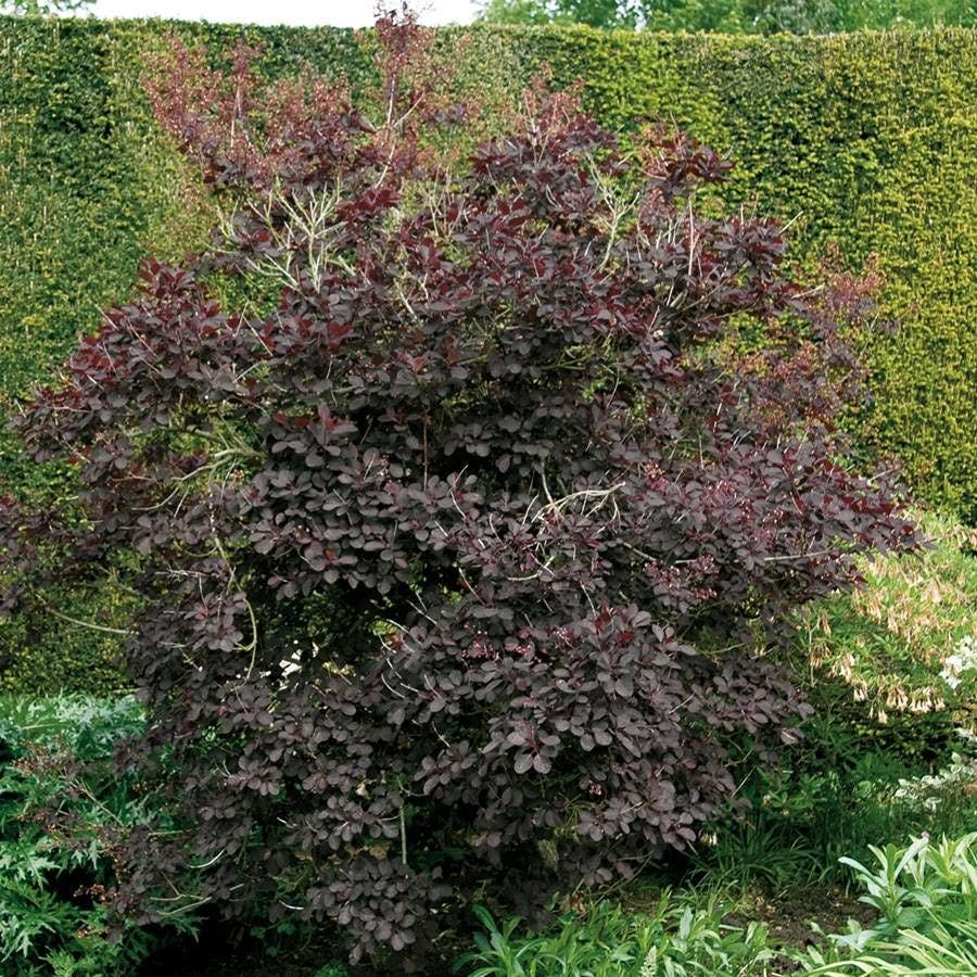 Cotinus 'Royal Purple'