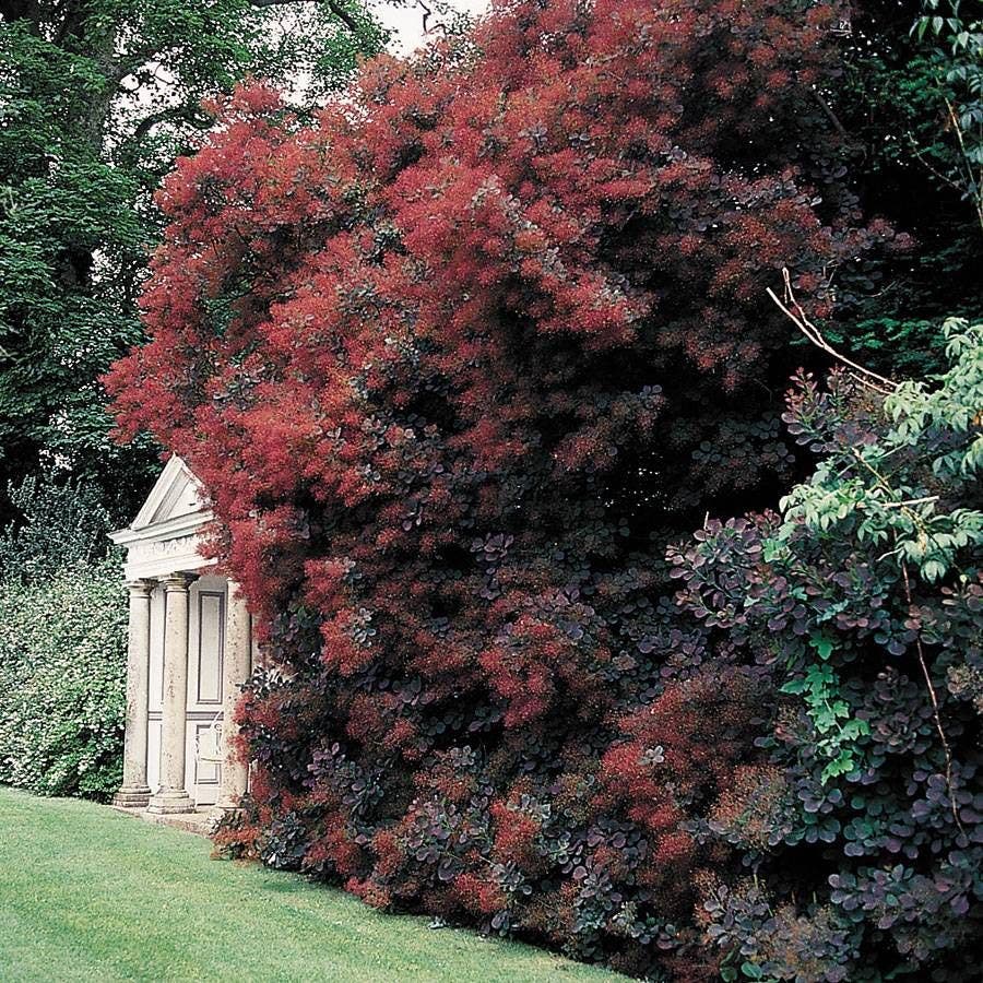 Cotinus 'Royal Purple'