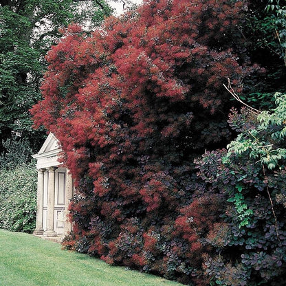 Cotinus 'Royal Purple'