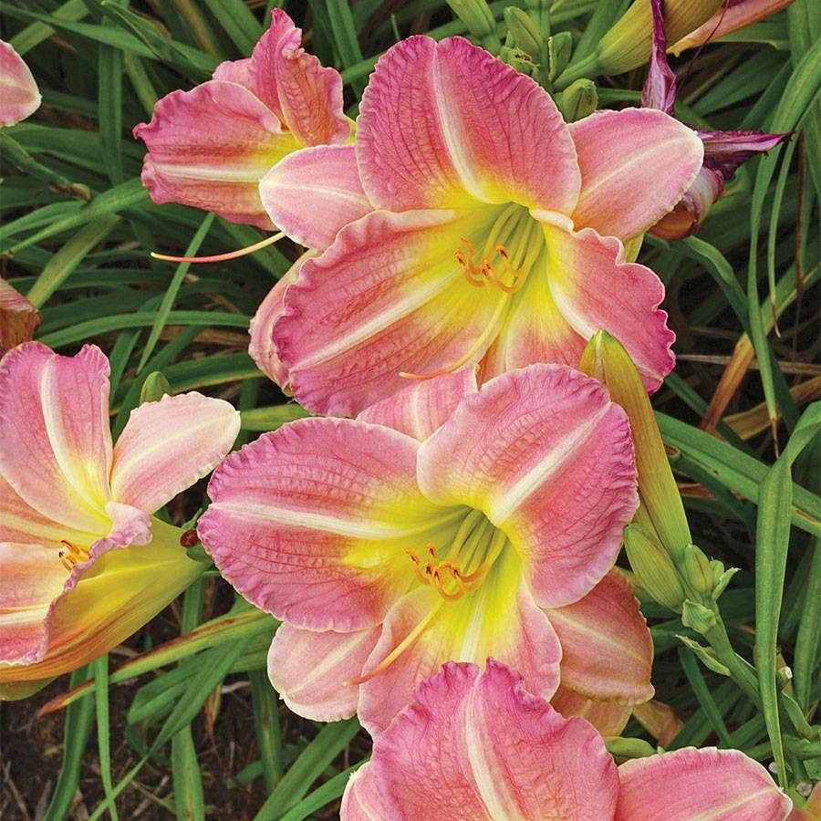 Hemerocallis 'Pink Tirzah'