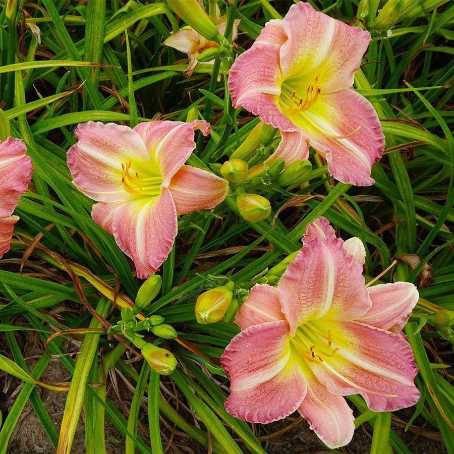 Hemerocallis 'Pink Tirzah'