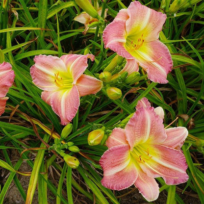 Hemerocallis 'Pink Tirzah'