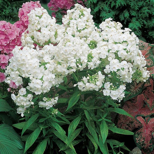 Phlox 'David'