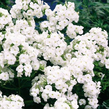 Phlox 'David'