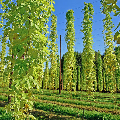 Hops Cascade