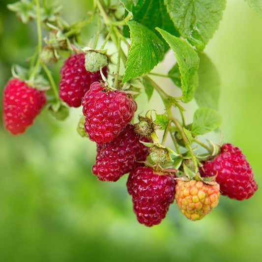 Rubus 'Vintage' Raspberry