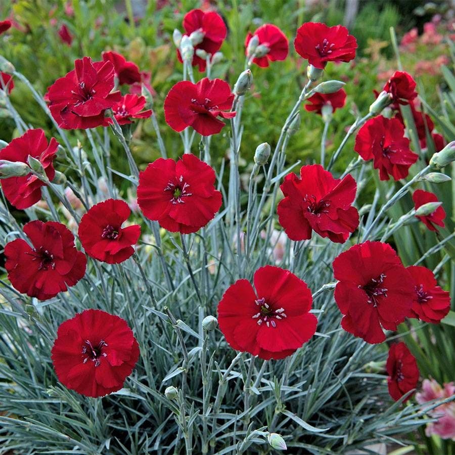 Dianthus AMERICAN PIE® Cherry Pie