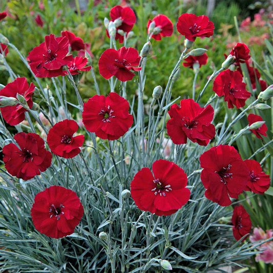 Dianthus AMERICAN PIE® Cherry Pie