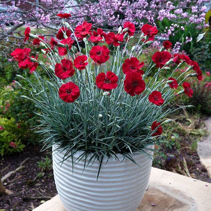 Dianthus AMERICAN PIE® Cherry Pie