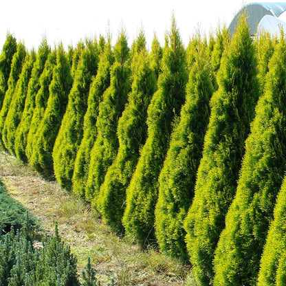 Thuja HIGHLIGHTS™