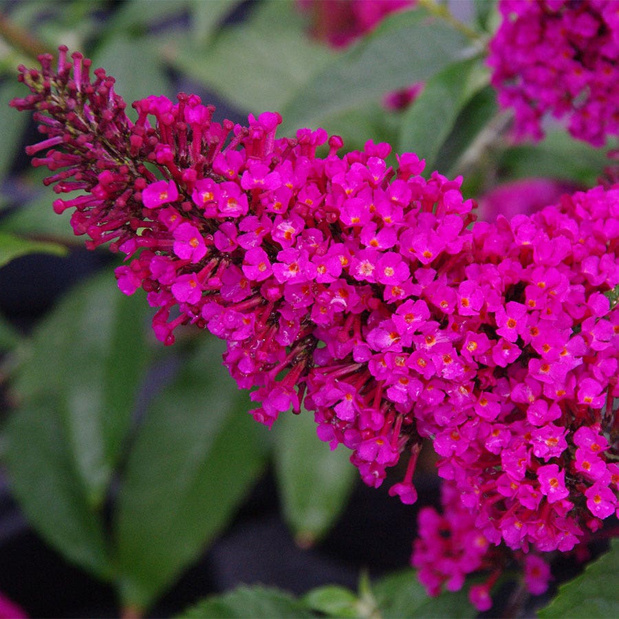 Buddlia Hot Raspberry Buddleia Buzz™ Hot Raspberry – Park Seed